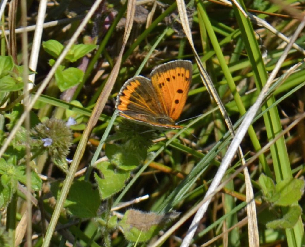 Lycaena dispar?